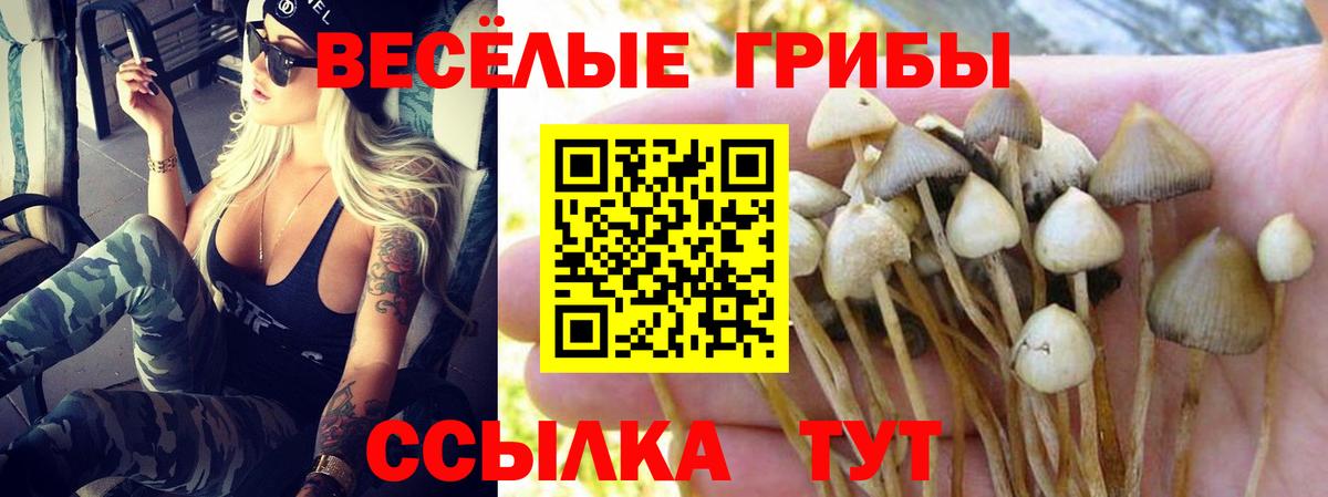 Галлюциногенные грибы Psilocybe Тамбов